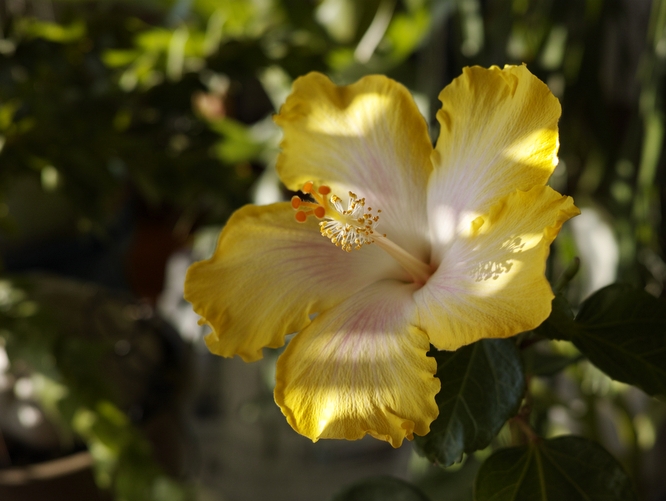 Hibiscus x rosa-sinensis 'Kan Lemon'