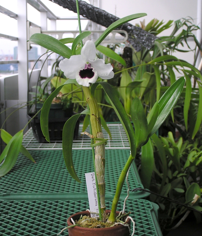 Denｄrobium Yukidaruma 'King' AM/AOS , AM/JOS