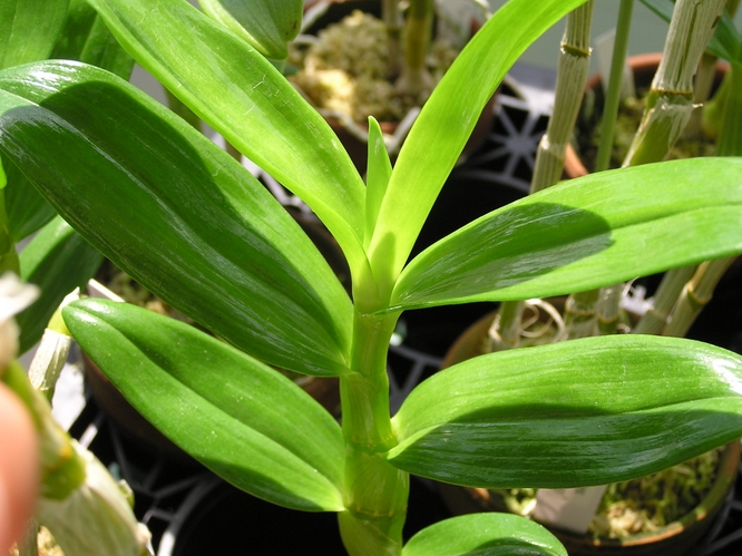 Dendrobium Snowflake