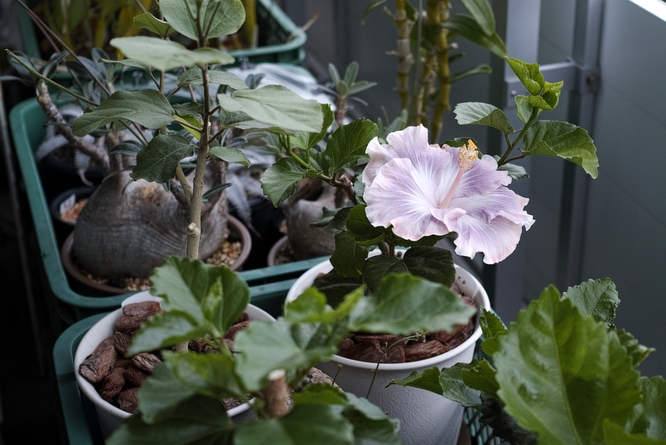 Hibiscus x rosa-sinensis 'Tahitian Princess' 