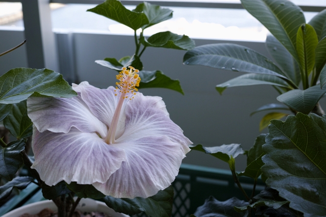 Hibiscus x rosa-sinensis 'Tahitian Princess'