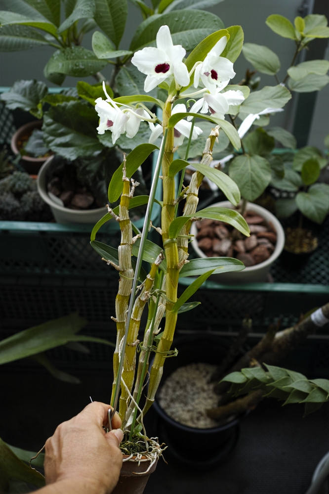 Dendrobium Yukidaruma 'King'