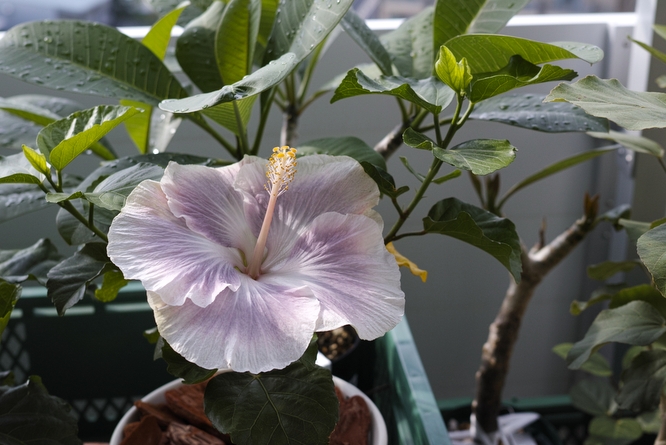 Hibiscus x rosa-sinensis 'Tahitian Princess'